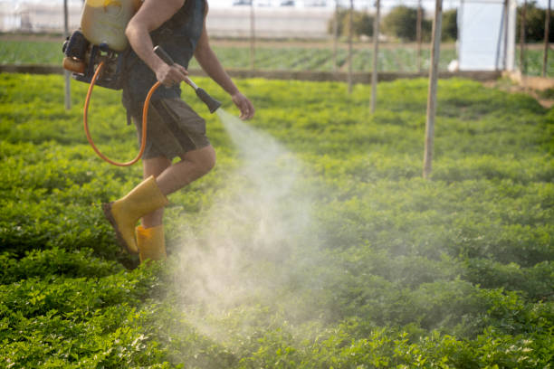 Professional Pest Control in Essex, MD