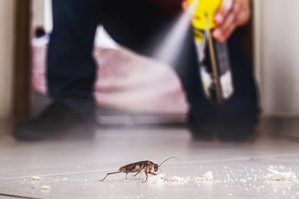 Best Mosquito Control Services  in Essex, MD